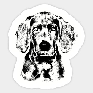 Weimaraner puppy Sticker